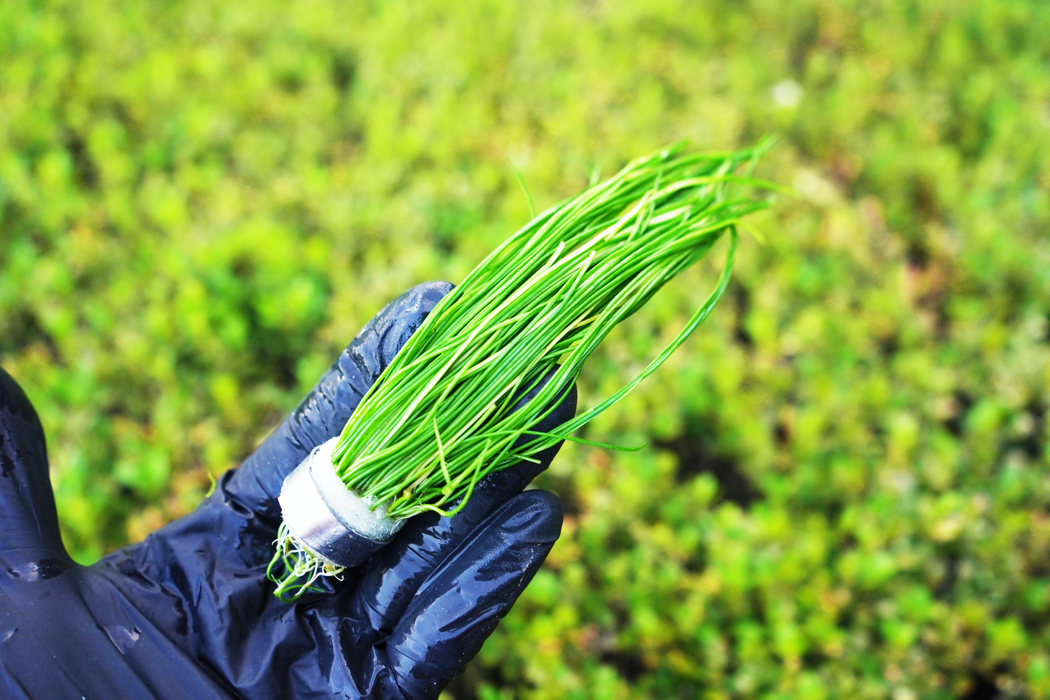 Isoetes Vetata Varsicula - Bundle