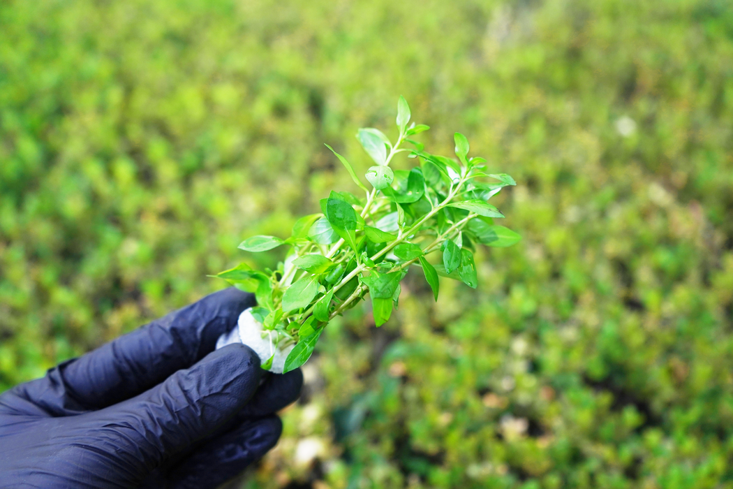 Needle Leaf - Ludwigia Arcuata - Bundle