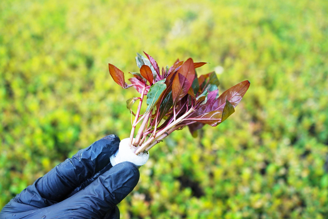 Ludwigia Peruensis - Bundle