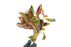 Ludwigia Peruensis - Bundle