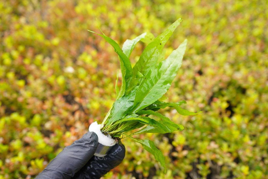 Java Fern - Microsorum Pteropus - Bundle