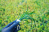 Mondo Grass - Ophiopogon Japonicus - Bundle