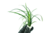 Mondo Grass - Ophiopogon Japonicus - Bundle