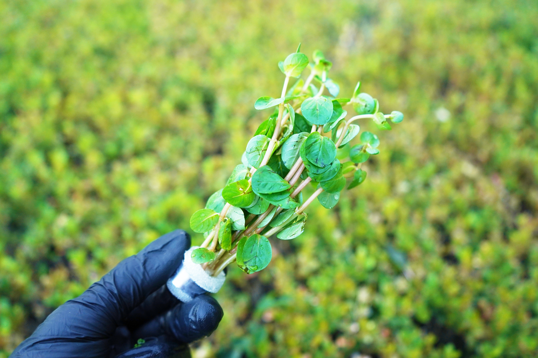 Rotala Indica - Bundle