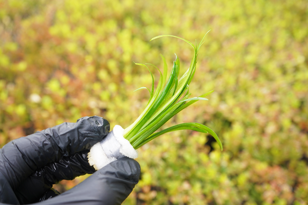 Dwarf Sagittaria - Sagittaria Pusillus - Bundle