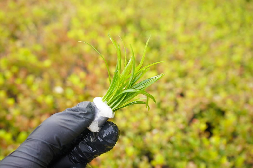 Dwarf Sagittaria - Sagittaria Subulata - Bundle