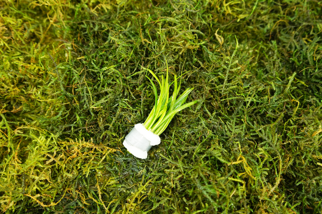 Dwarf Sagittaria - Sagittaria Subulata - Bundle