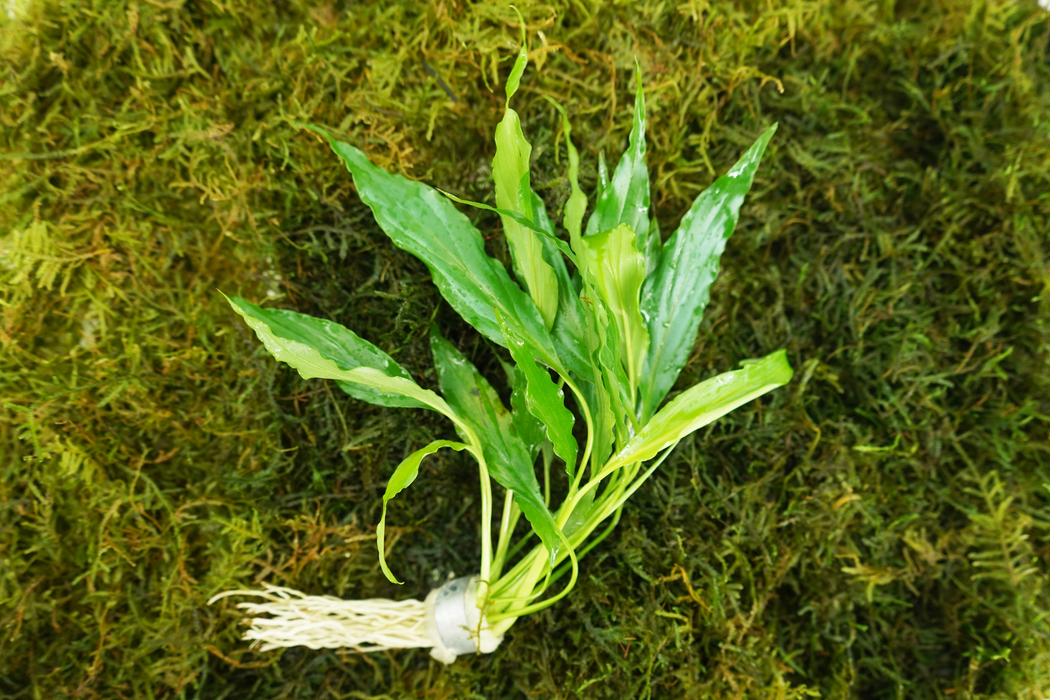 Peace Lily - Spathiphyllum Wallisii - Bundle