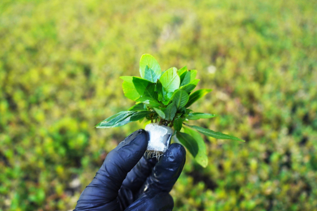 Dwarf Hygrophila - Nomaphila Siamensis - Bundle