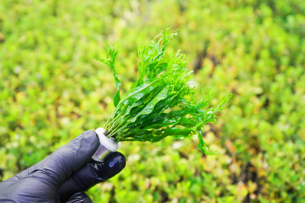 Java Fern Windelov - Microsorum Pteropus Windelov - Bundle