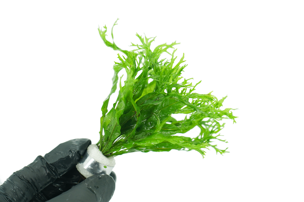 Java Fern Windelov - Microsorum Pteropus Windelov - Bundle