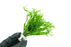 Java Fern Windelov - Microsorum Pteropus Windelov - Bundle