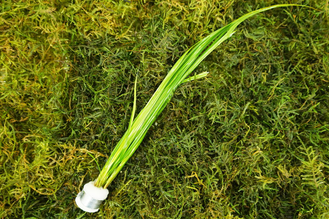 Cyperus Helferi - Bundle