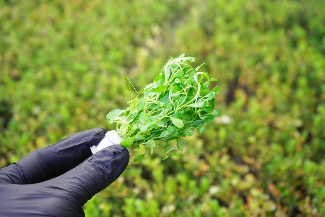 Glosso - Glossostigma Elatinoides - Bundle