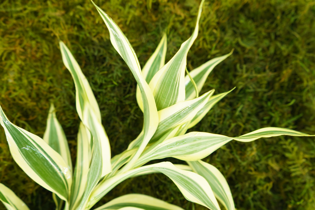 Lucky Bamboo - Dracaena Sanderiana - Bundle