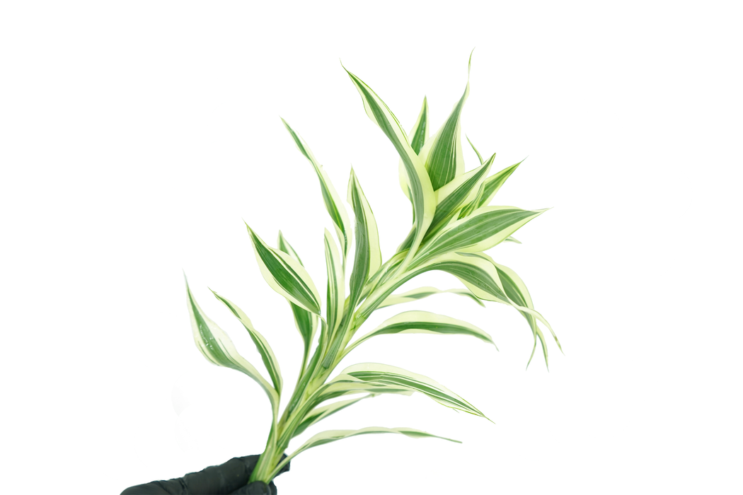 Lucky Bamboo - Dracaena Sanderiana - Bundle