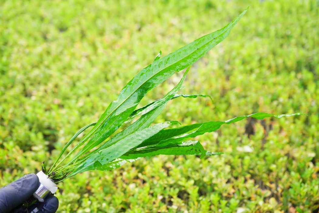 Java Fern - Microsorum Pteropus (L) - Bundle