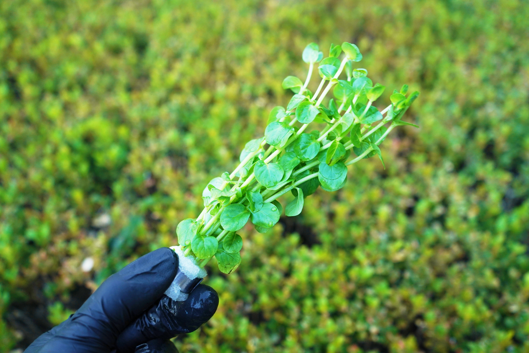 Rotala Indica Green - Bundle