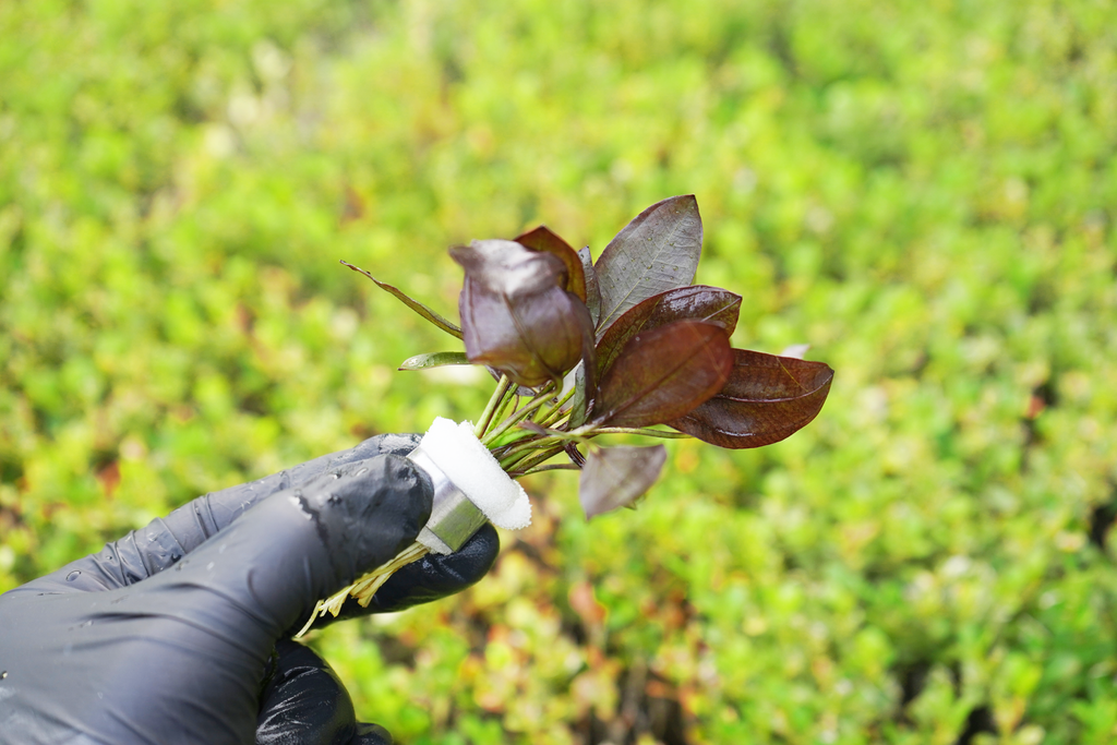 Aflame Sword - Echinodorus Aflame - Bundle — GreenproAquatic