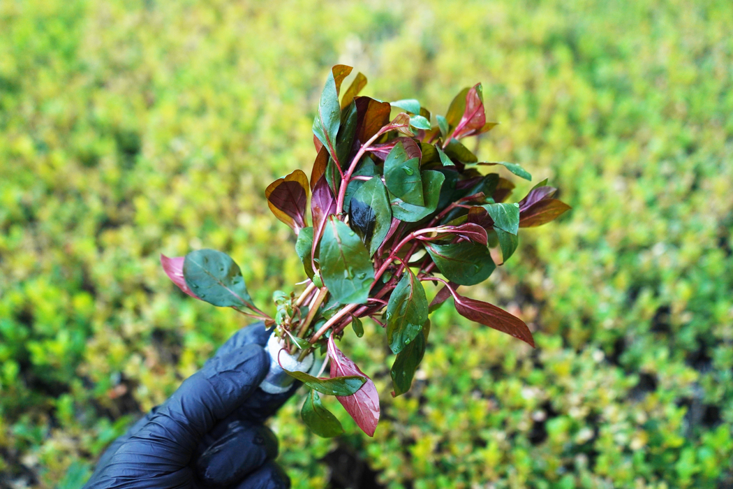 Ludwigia Peruensis Diamon - Bundle