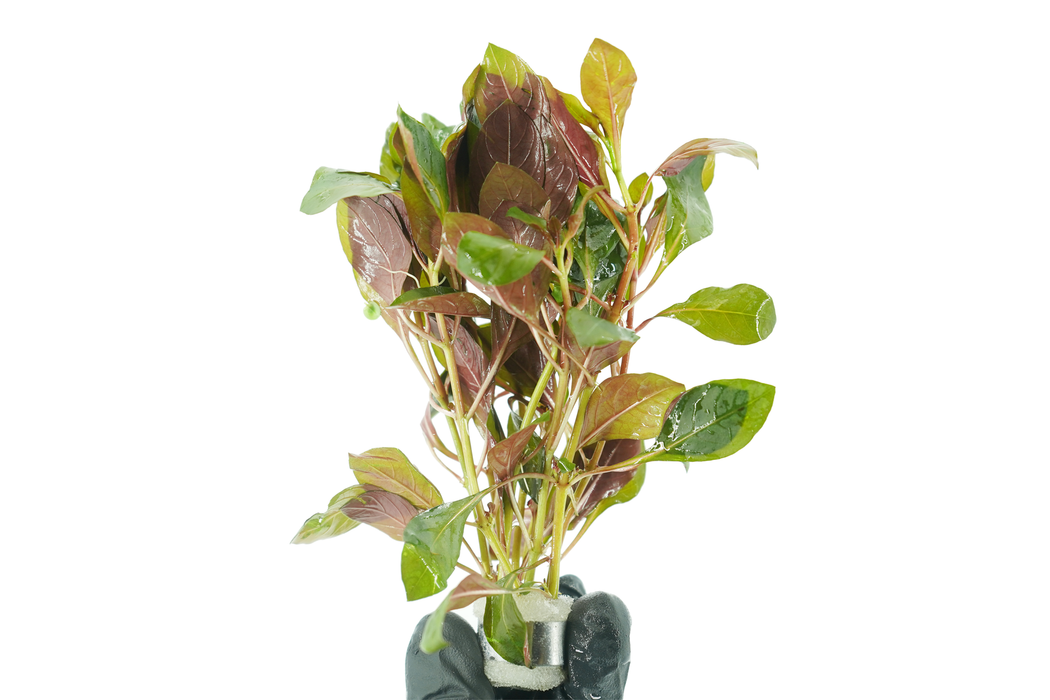 Ludwigia Peruensis Diamon - Bundle