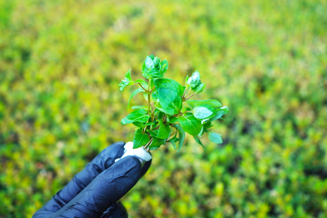 Staurogyne Repens - Bundle