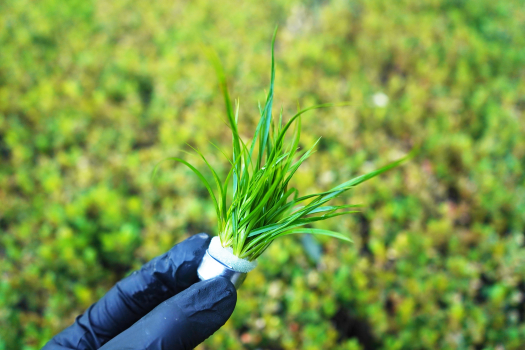 Juncus Repens - Bundle