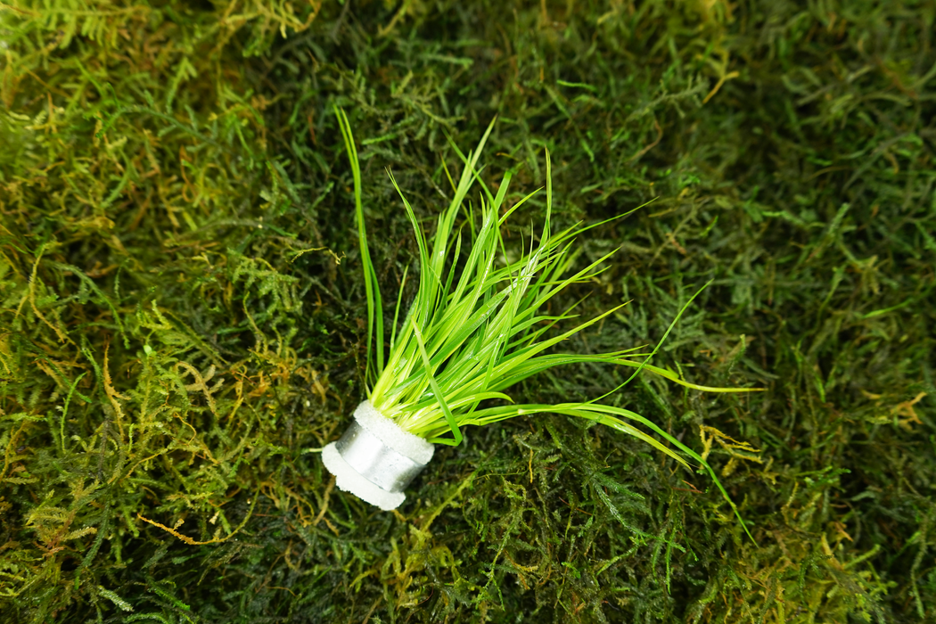 Juncus Repens - Bundle