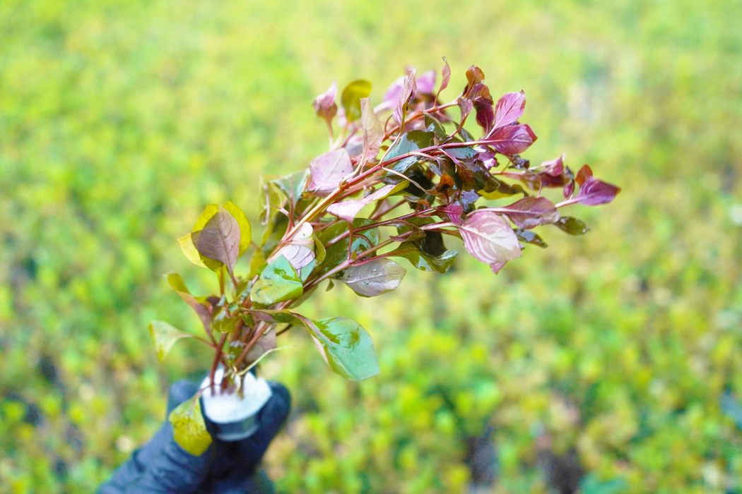 Ludwigia Repens Rubin - Bundle