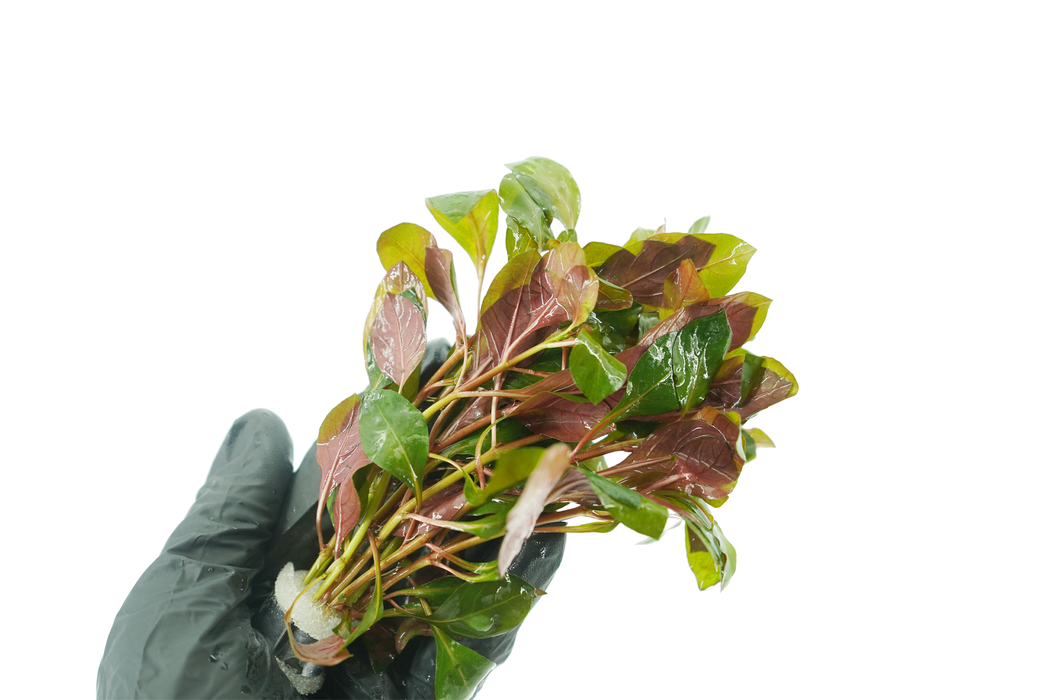 Ludwigia Repens Rubin - Bundle