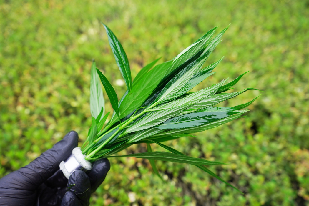 Hygrophila Salicifolia Narrow Leaf - Bundle