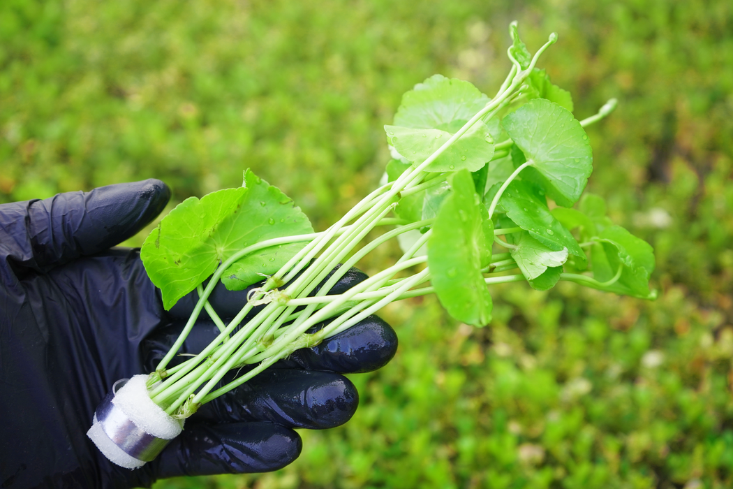 Whorled Pennywort - Hydrocotyle Verticillata - Bundle