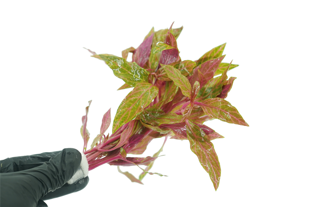 Alternanthera Reineckii Rosanervig - Bundle