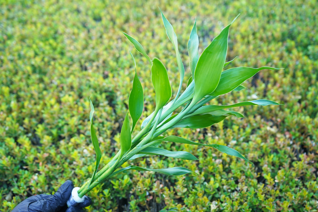 Lucky Bamboo - Dracaena Sanderiana Green - Bundle