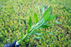 Lucky Bamboo - Dracaena Sanderiana Green - Bundle