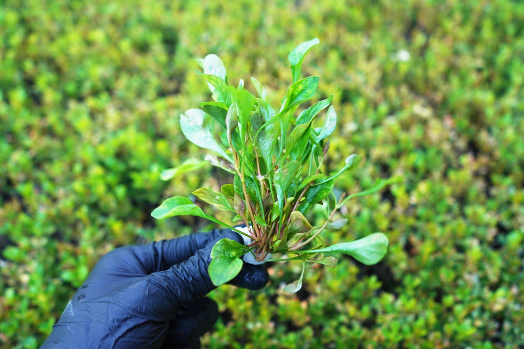 Aquarium Plants - Alternanthera Bettzickiana Red - Bundle