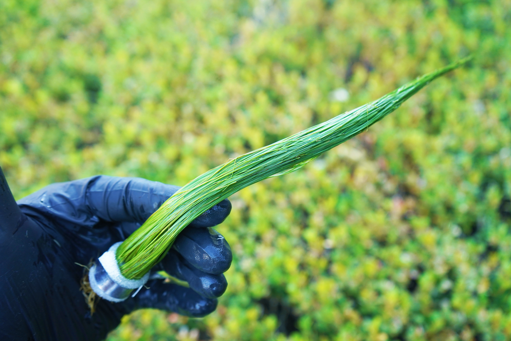 Hair Grass - Eleocharis Vivipara - Bundle