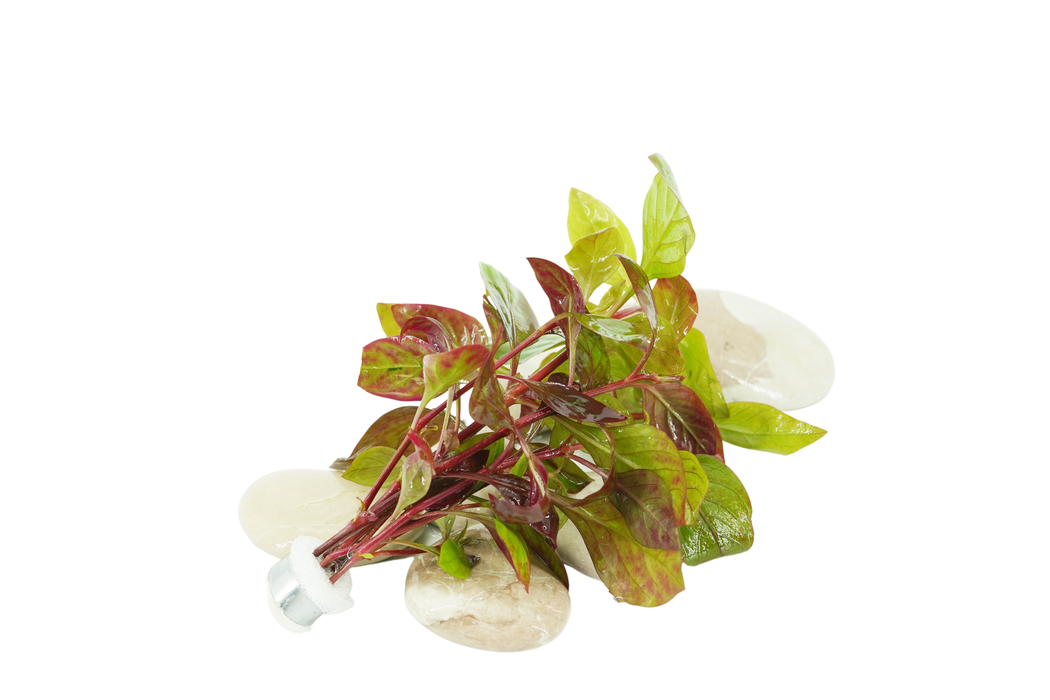 Alternanthera Reineckii Red Broad - Bundle