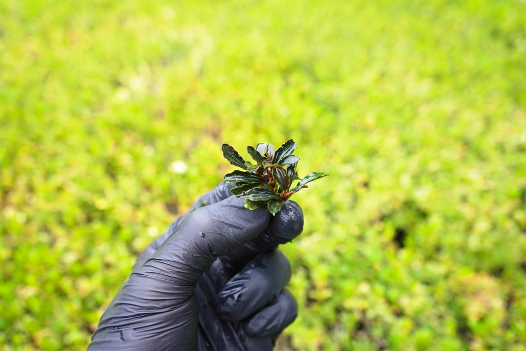 Bucephalandra Brownie Phoenix - Bare Root