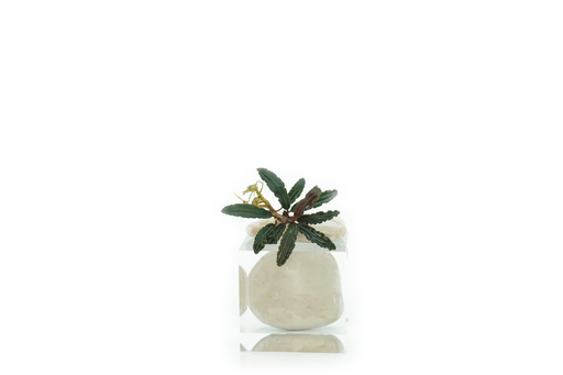 Bucephalandra Godzilla - Bare Root