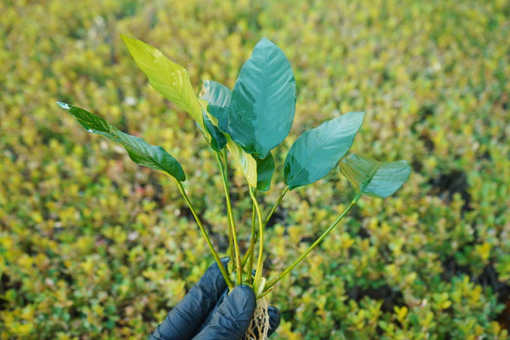 Anubias Barteri Striped - Bare Root