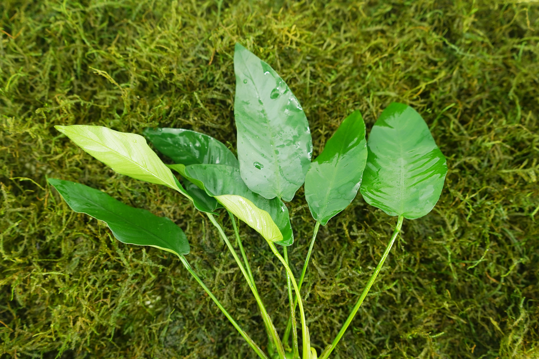 Anubias Barteri Striped - Bare Root