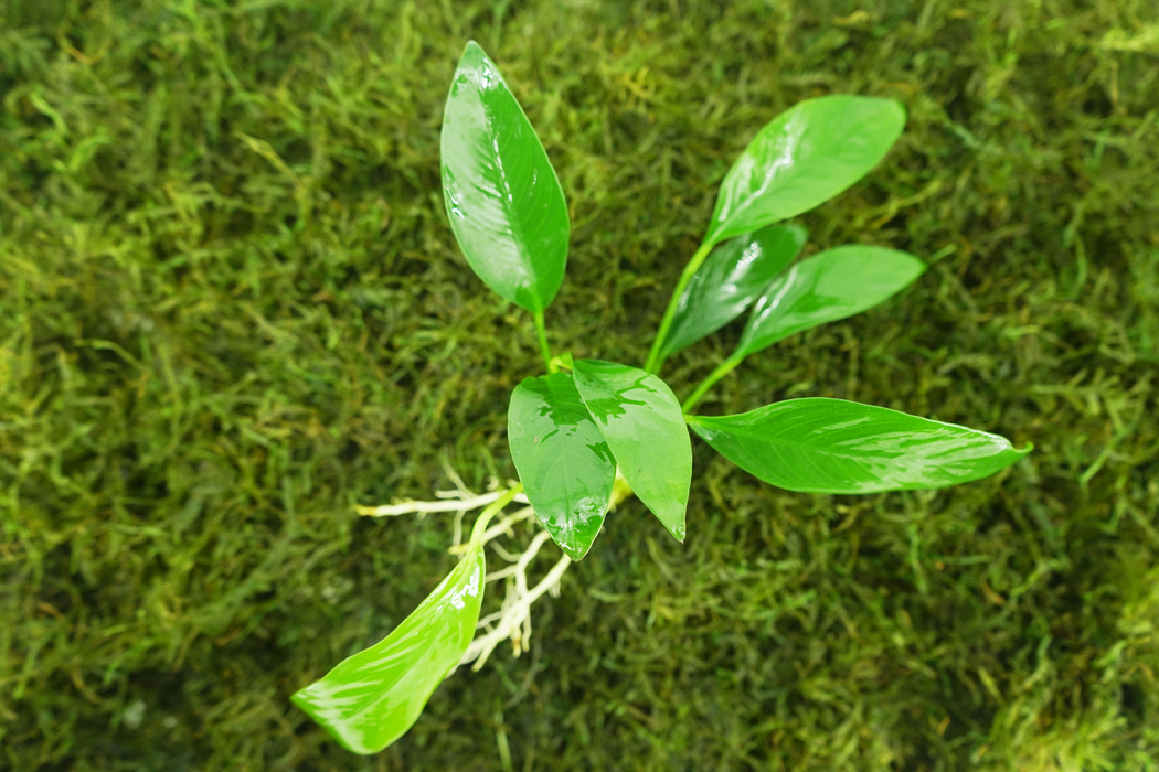 Anubias Congensis - Bare Root