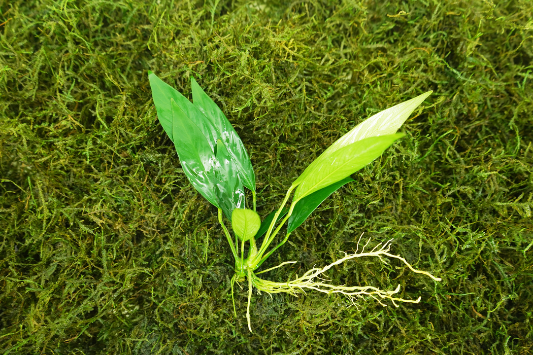 Anubias Lanceolata - Bare Root