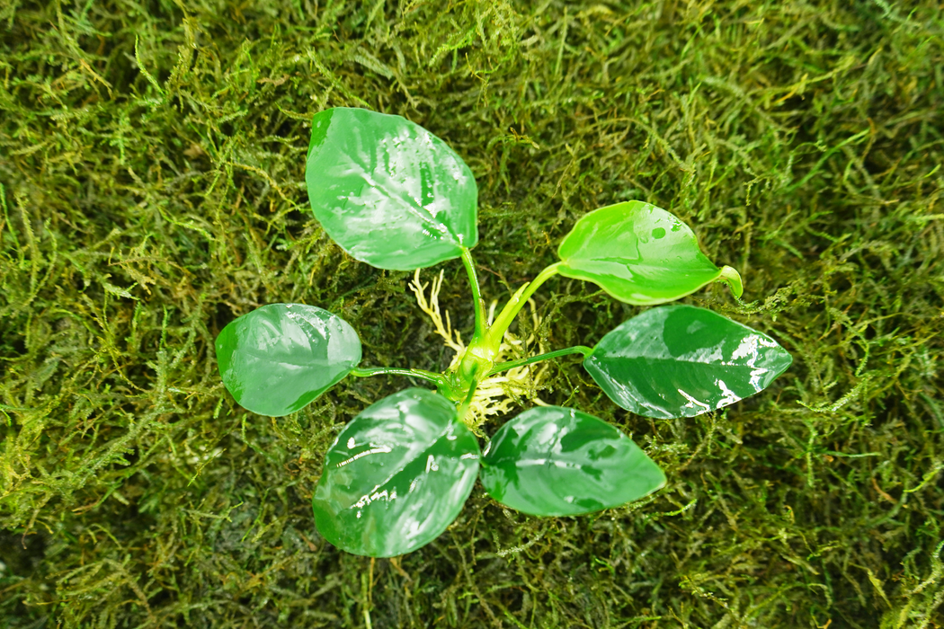 Anubias Nana - Bare Root