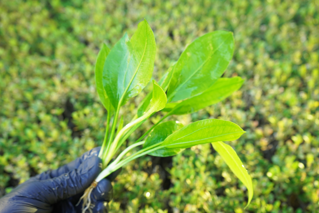 Amazon Sword - Echinodorus Bleheri x3 - Bare Root