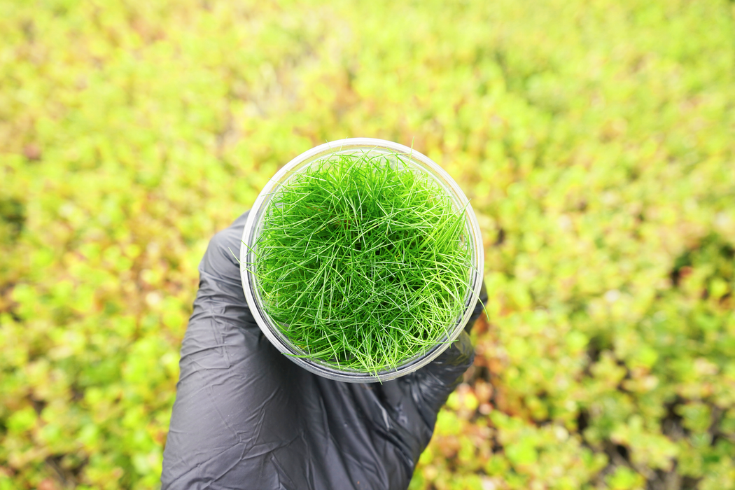 Dwarf Hairgrass - Eleocharis Acicularis Mini - Tissue Culture