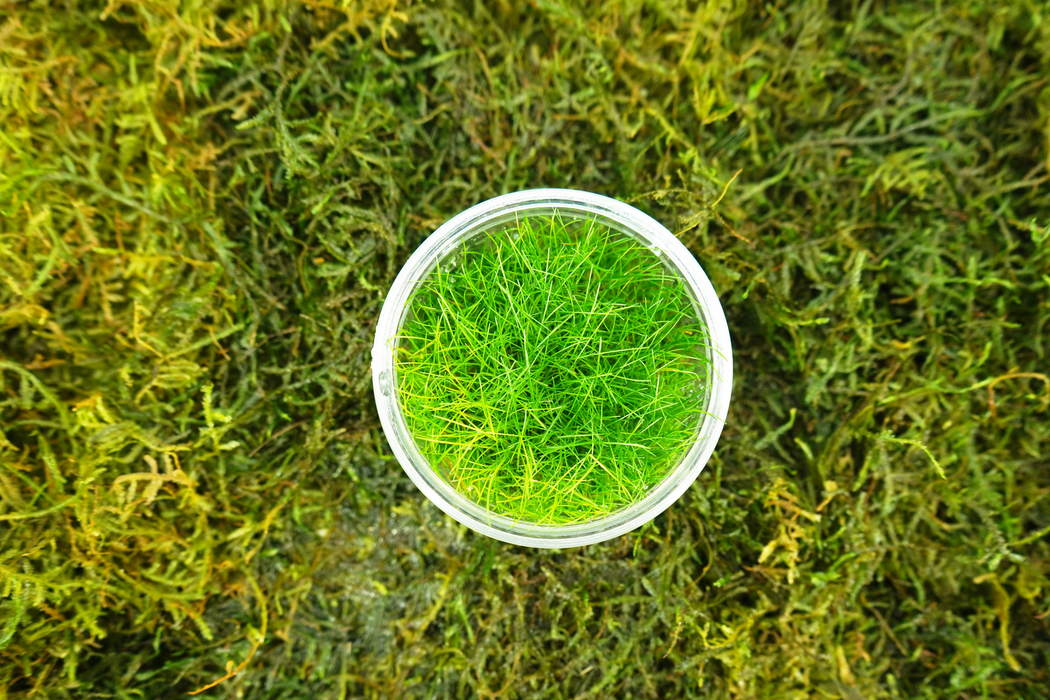 Dwarf Hairgrass - Eleocharis Acicularis Mini - Tissue Culture