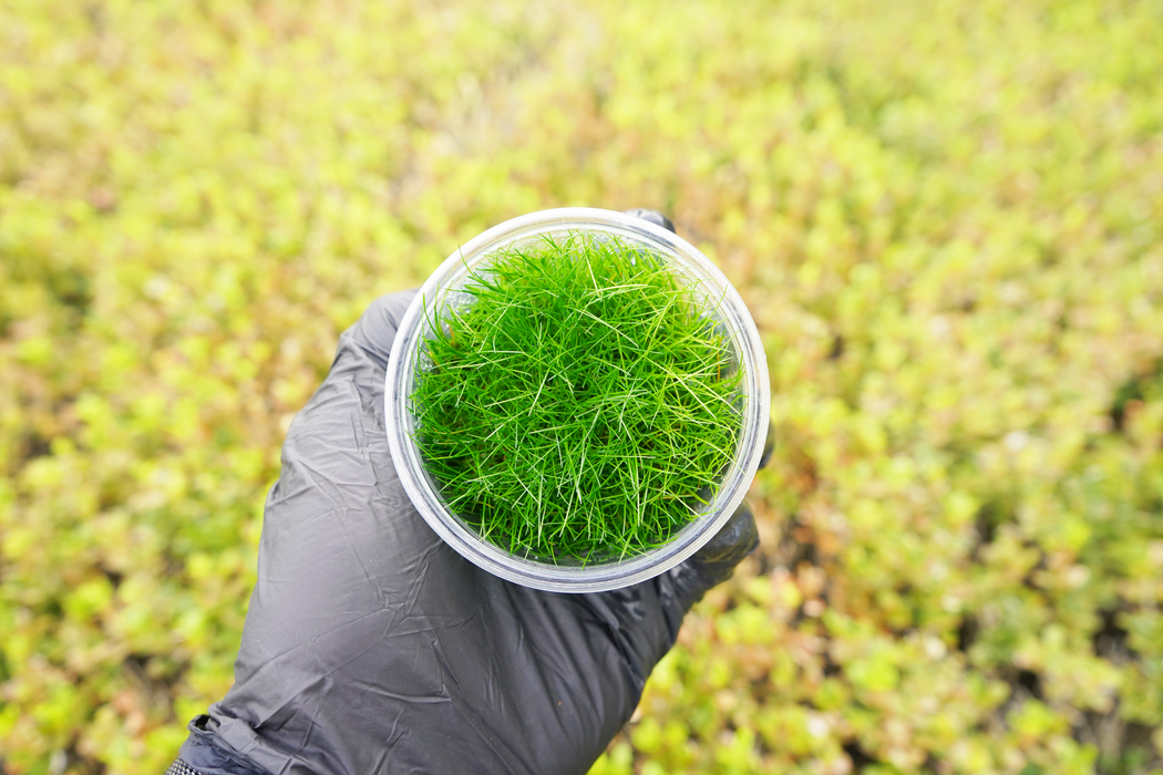 Dwarf Hairgrass - Eleocharis Acicularis - Tissue Culture