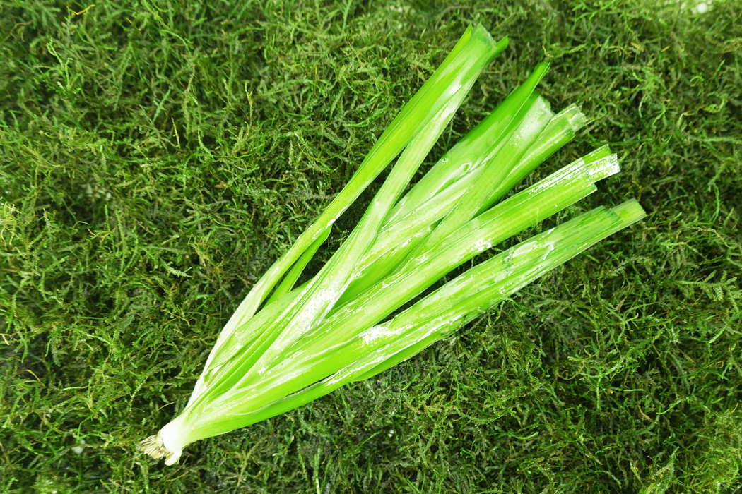 Giant Jungle Vals - Vallisneria Americana Gigantea - Bare Root